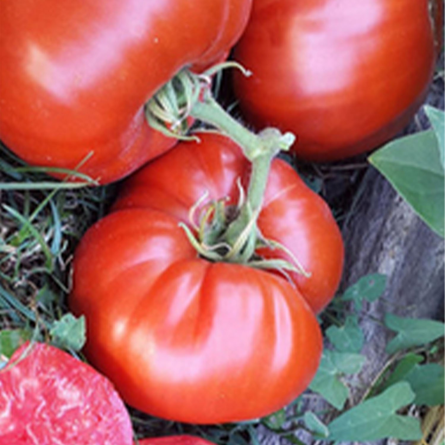 Tomate Mendigorria