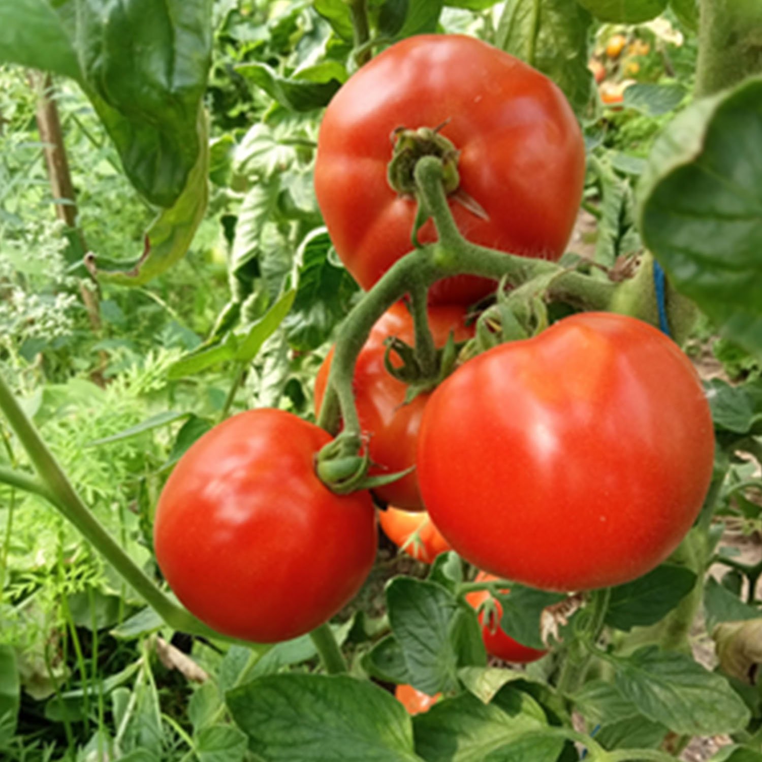 Tomate Merveille des marchés