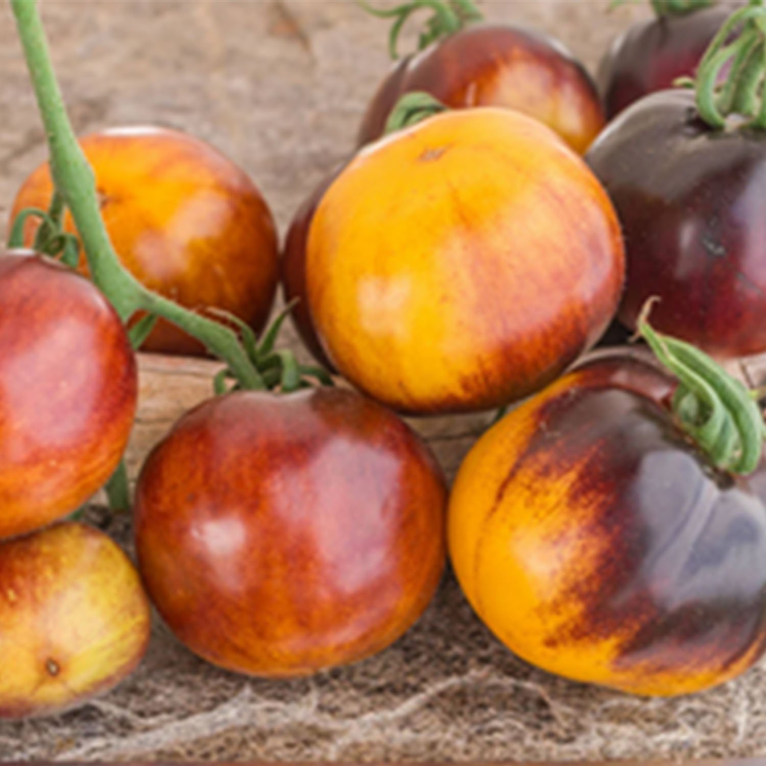 Tomate Pansy