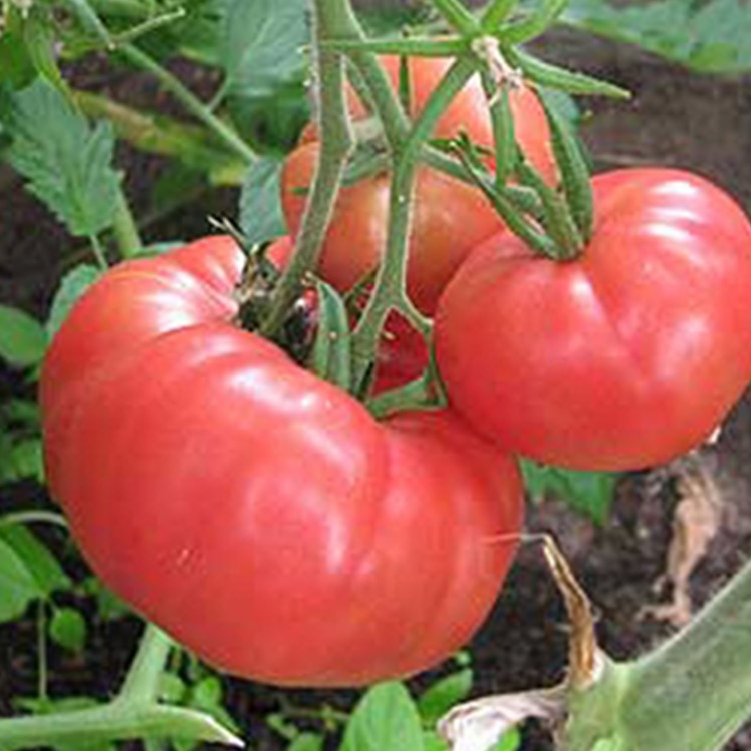 Tomate Rose de Berne