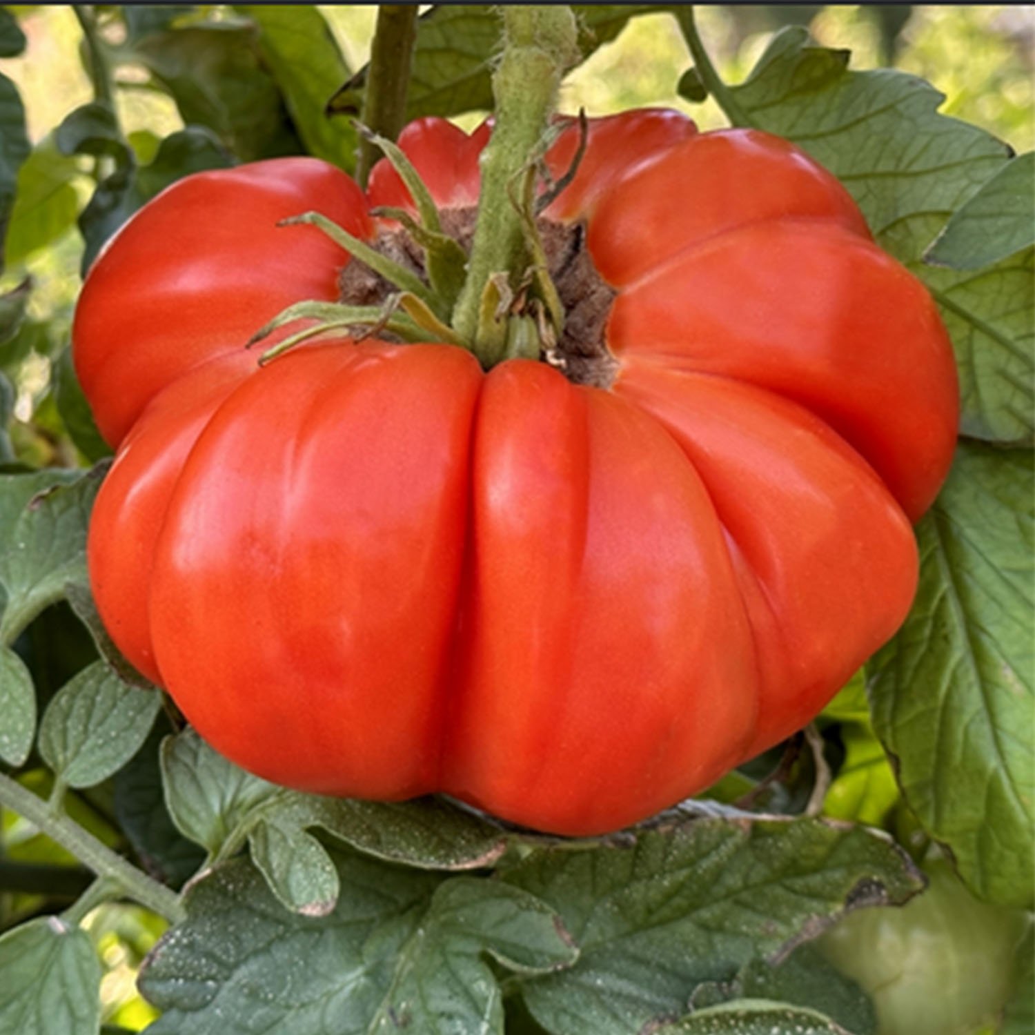 Tomate Sainte-Lucie