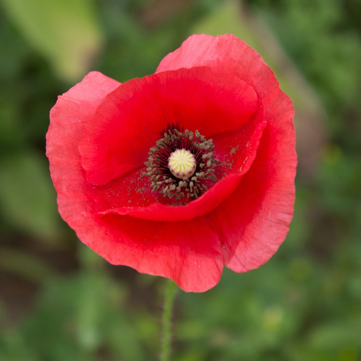 Coquelicot des champs