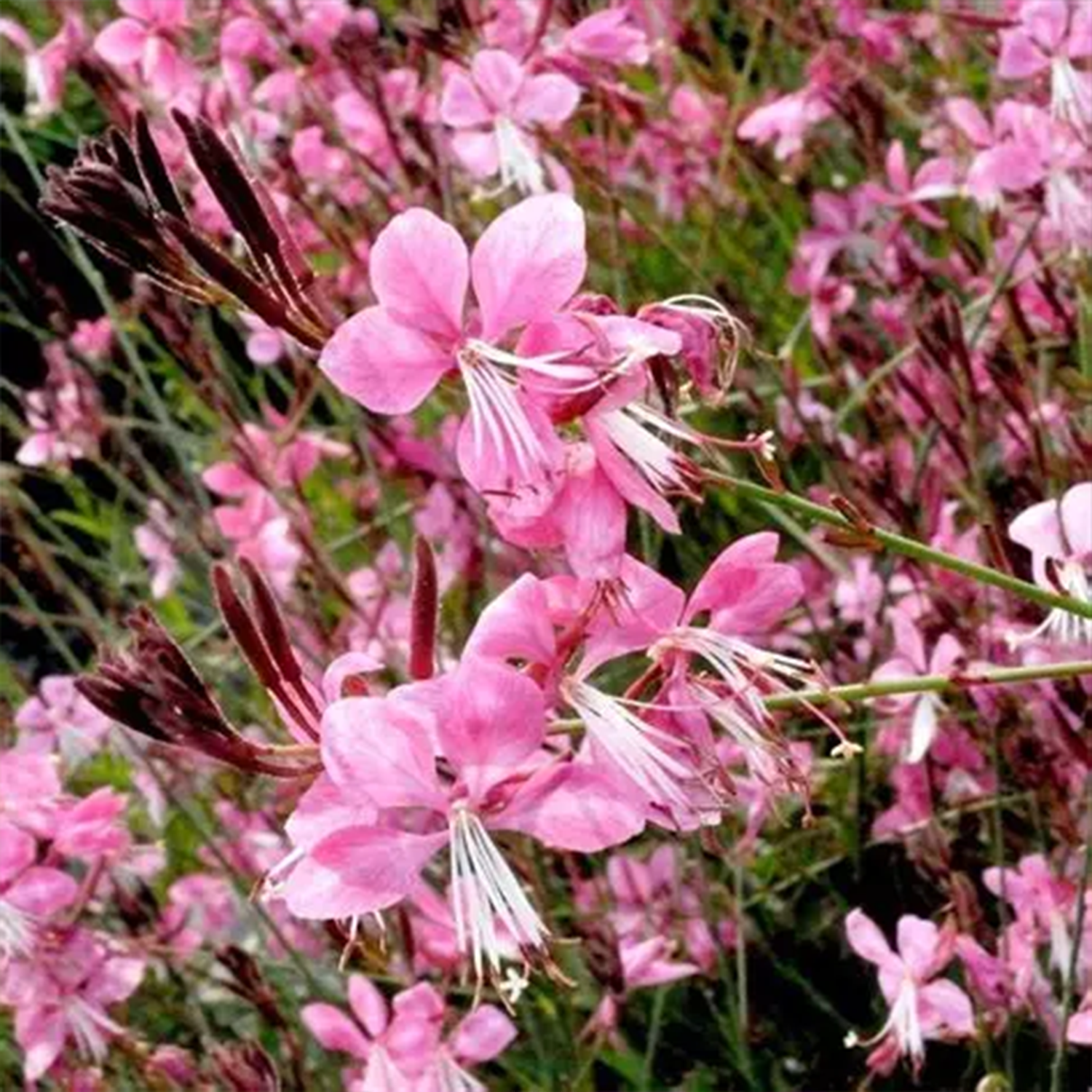 Gaura