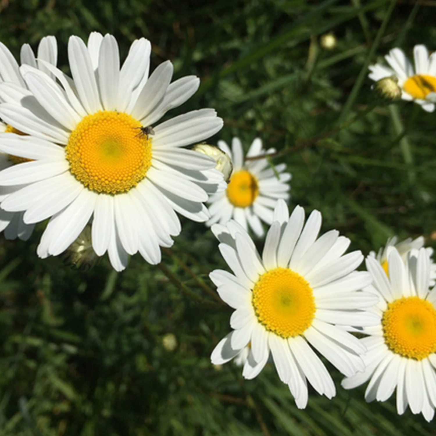 Marguerite des prés