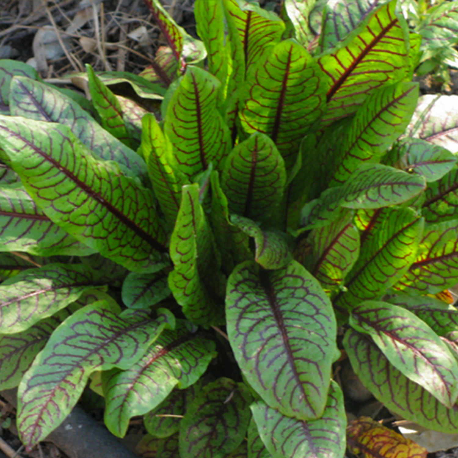 Oseille sanguine