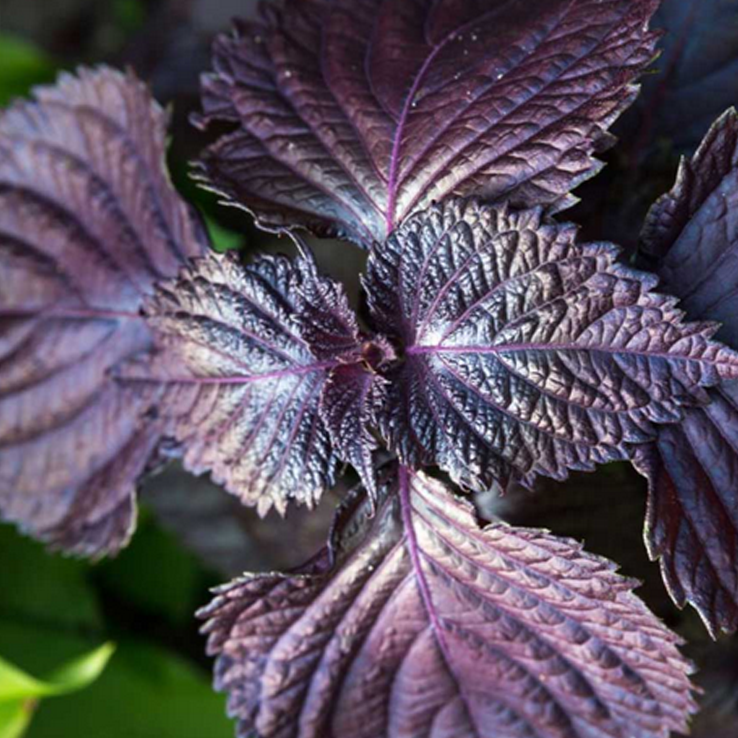 Périlla pourpre- Shiso