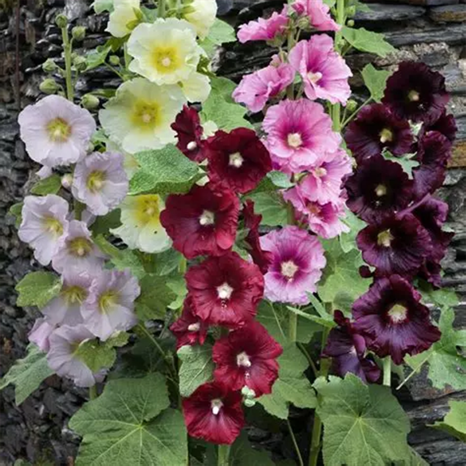 Rose trémière